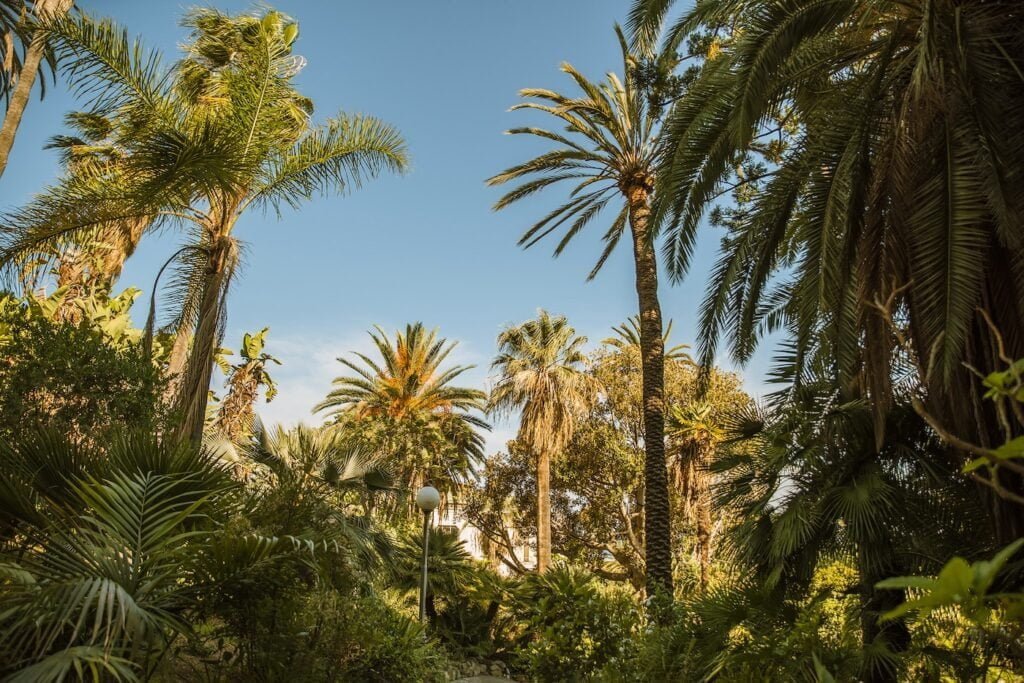 palm trees at the park of villa ormond